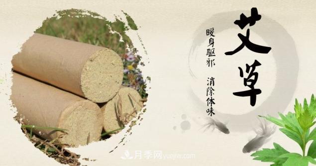南陽(yáng)“艾草之鄉”：小艾草撐起大產(chǎn)業(yè)(圖3)