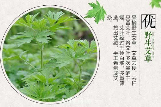 南陽(yáng)“艾草之鄉”：小艾草撐起大產(chǎn)業(yè)(圖2)