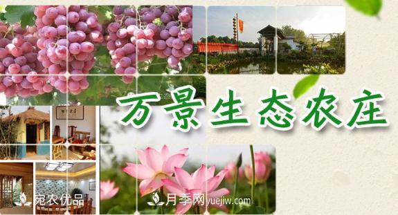 南召縣萬(wàn)景園林張園園，玉蘭樹(shù)苗木創(chuàng  )業(yè)造福鄉梓(圖1)