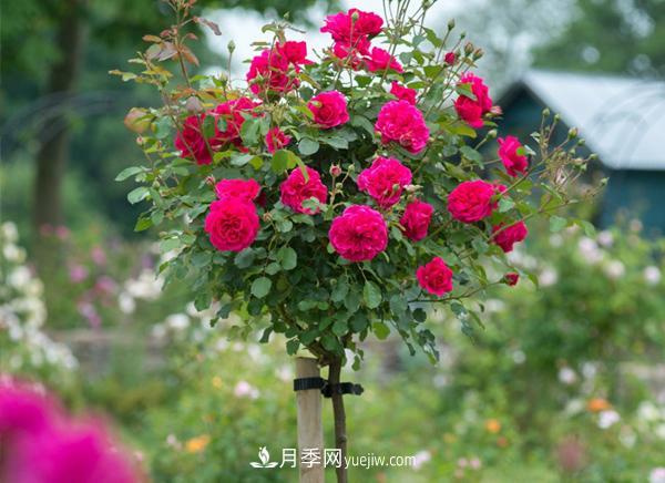 南陽(yáng)月季公司網(wǎng)絡(luò )營(yíng)銷(xiāo)十大要領(lǐng)(圖1)