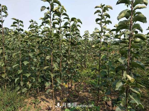 南陽(yáng)市內鄉桃樹(shù)苗梨樹(shù)苗批發(fā)基地(圖1)