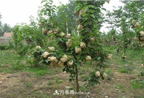 南陽(yáng)市內鄉桃樹(shù)苗梨樹(shù)苗批發(fā)基地(圖2)