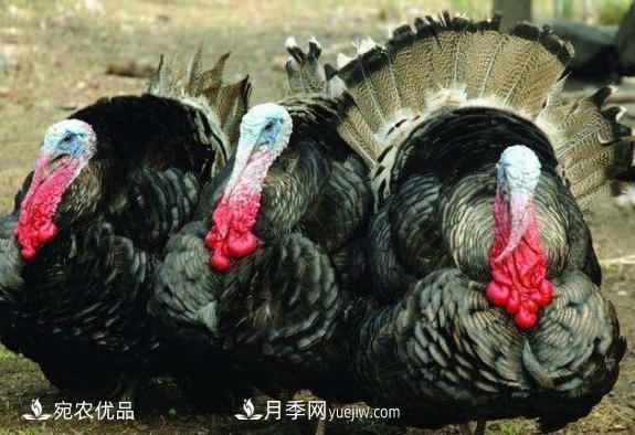 河南南陽(yáng)珍禽火雞養殖合作社批發(fā)(圖1)