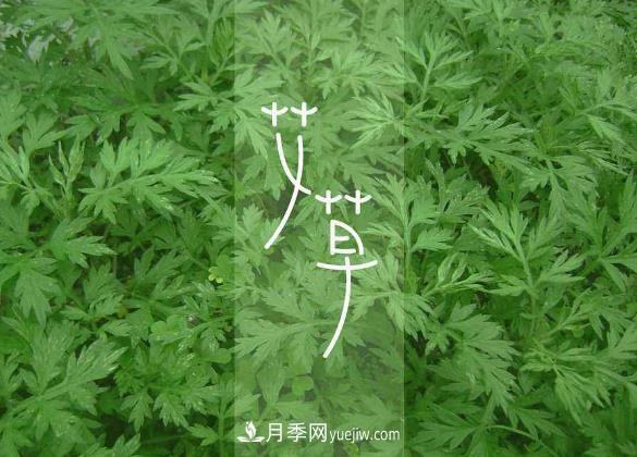 南陽(yáng)艾條生產(chǎn)加工簡(jiǎn)介艾草的外觀(guān)特征(圖2)