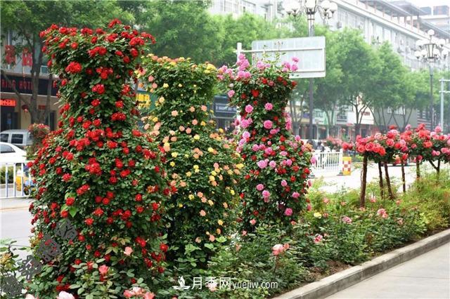 南陽(yáng)造型月季成綠化園林工程新寵(圖1)