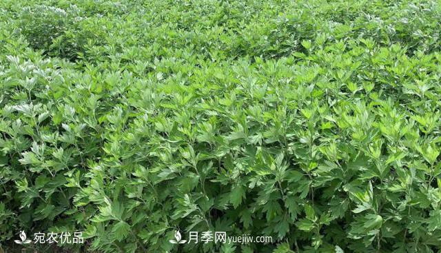 南陽(yáng)艾草種植技術(shù)，種植前景如何？艾根批發(fā)(圖1)