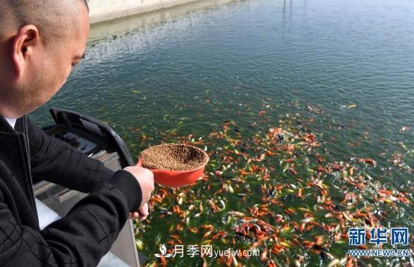 鎮平縣觀(guān)賞魚(yú)養殖 金魚(yú)之鄉小錦鯉游出大產(chǎn)業(yè)(圖1)