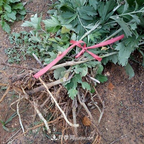 南陽(yáng)艾草種植年產(chǎn)值達數億元 宛艾艾根艾苗專(zhuān)供在這里(圖2)