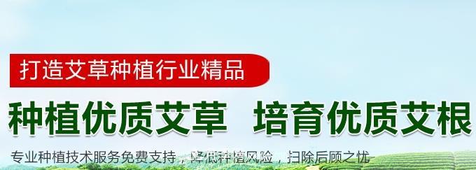 南陽(yáng)艾草種植年產(chǎn)值達數億元 宛艾艾根艾苗專(zhuān)供在這里(圖3)