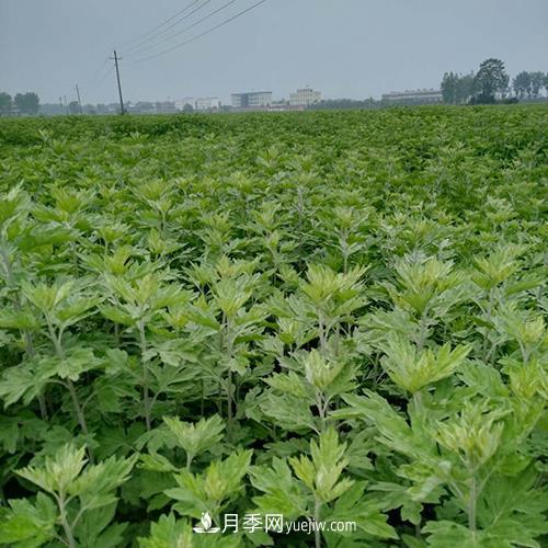 南陽(yáng)艾草種植年產(chǎn)值達數億元 宛艾艾根艾苗專(zhuān)供在這里(圖1)