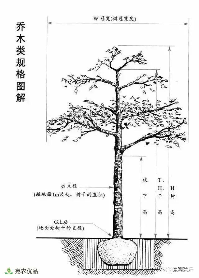 南陽(yáng)月季苗木行業(yè)專(zhuān)業(yè)術(shù)語(yǔ)大全，你知多少？?jì)热萏?圖3)