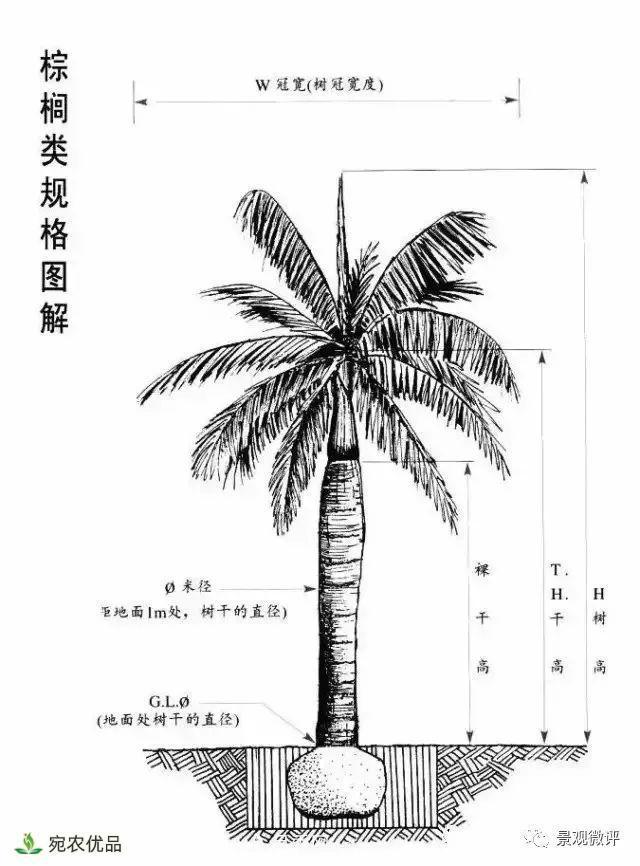 南陽(yáng)月季苗木行業(yè)專(zhuān)業(yè)術(shù)語(yǔ)大全，你知多少？?jì)热萏?圖5)