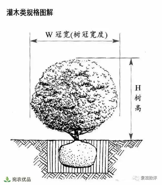 南陽(yáng)月季苗木行業(yè)專(zhuān)業(yè)術(shù)語(yǔ)大全，你知多少？?jì)热萏?圖4)