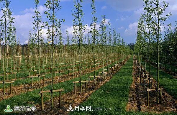 南陽(yáng)月季苗木行業(yè)專(zhuān)業(yè)術(shù)語(yǔ)大全，你知多少？?jì)热萏?圖6)