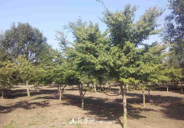 南陽(yáng)月季苗木行業(yè)專(zhuān)業(yè)術(shù)語(yǔ)大全，你知多少？?jì)热萏?圖2)