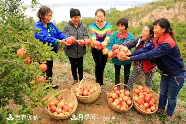 南水北調軟籽石榴豐收節 春華秋實(shí)繪淅川縣生態(tài)致富美景(圖3)
