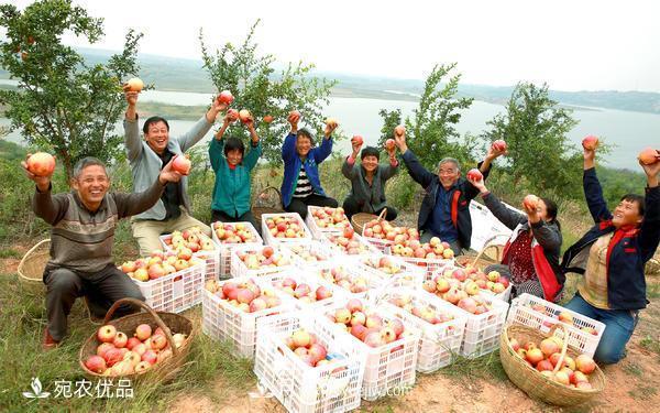 南水北調軟籽石榴豐收節 春華秋實(shí)繪淅川縣生態(tài)致富美景(圖1)