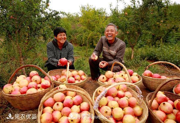 南水北調軟籽石榴豐收節 春華秋實(shí)繪淅川縣生態(tài)致富美景(圖2)