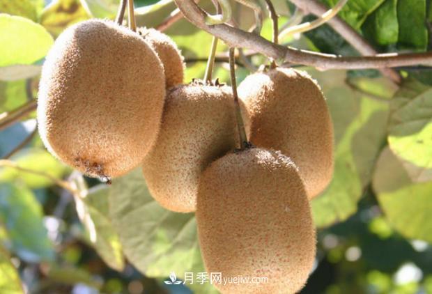 西峽獼猴桃入選中國農業(yè)品牌目錄 南陽(yáng)特色農產(chǎn)品的代表(圖3)