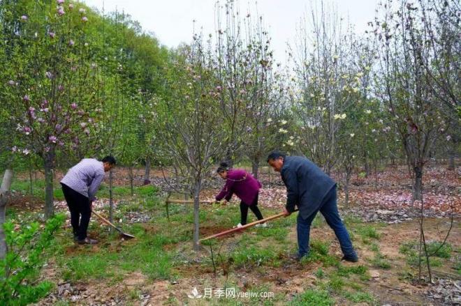 河南南召玉蘭花木成為現代農業(yè)一張絢麗名片(圖1)