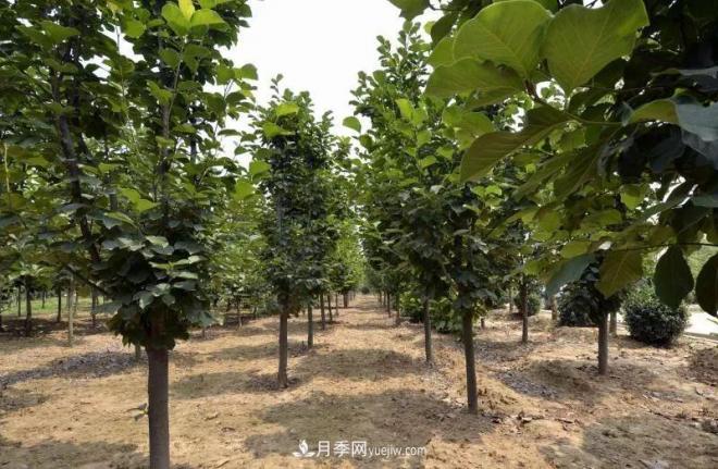 河南南召玉蘭花木成為現代農業(yè)一張絢麗名片(圖4)