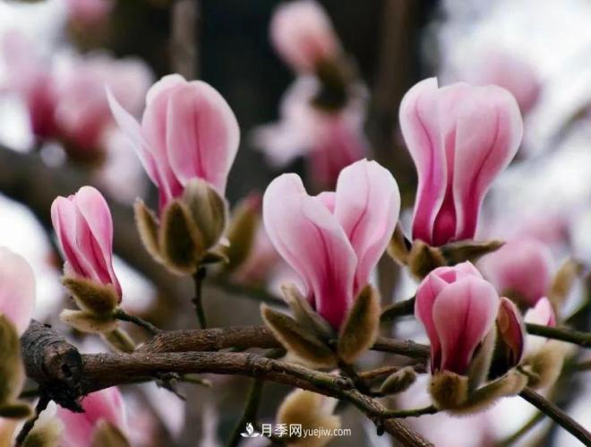 河南南召玉蘭花木成為現代農業(yè)一張絢麗名片(圖5)