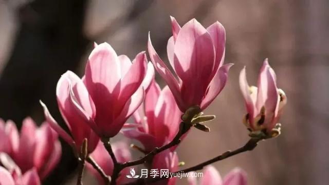 玉蘭飄香溢山鄉——南陽(yáng)南召玉蘭產(chǎn)業(yè)紀實(shí)(圖1)