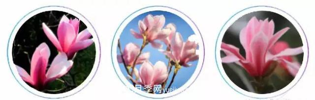 玉蘭飄香溢山鄉——南陽(yáng)南召玉蘭產(chǎn)業(yè)紀實(shí)(圖2)