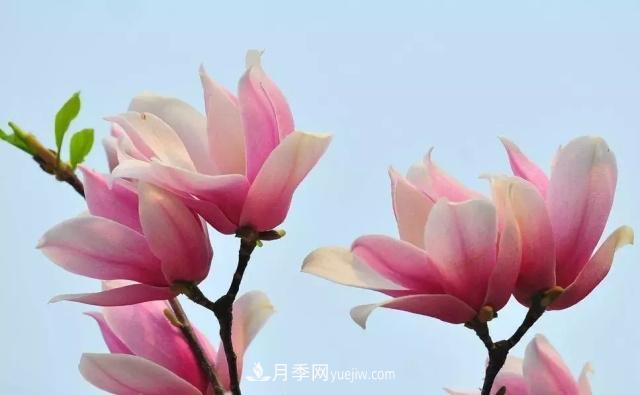 玉蘭飄香溢山鄉——南陽(yáng)南召玉蘭產(chǎn)業(yè)紀實(shí)(圖5)