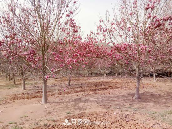 南召縣皇后鄉苗木產(chǎn)業(yè)：玉蘭花開(kāi)脫貧路(圖1)
