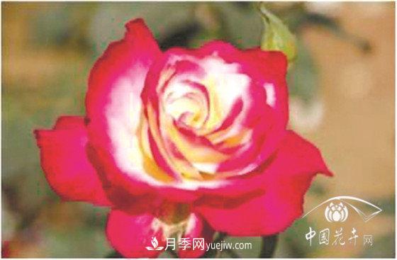 北京什么月季***美***自修 月季專(zhuān)家帶您細細品(圖1)