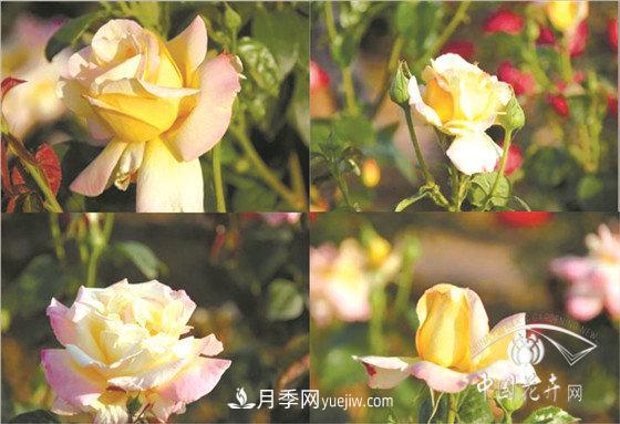 北京什么月季***美***自修 月季專(zhuān)家帶您細細品(圖7)