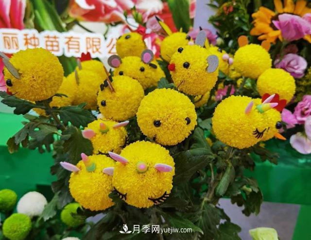 遼寧花卉，合肥斗艷，走進(jìn)2020年中國安徽名優(yōu)農產(chǎn)品交易會(huì )(圖2)