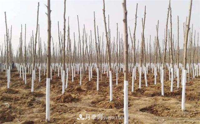 綠化苗木什么時(shí)間涂白效果***好，有哪些基本要求(圖1)
