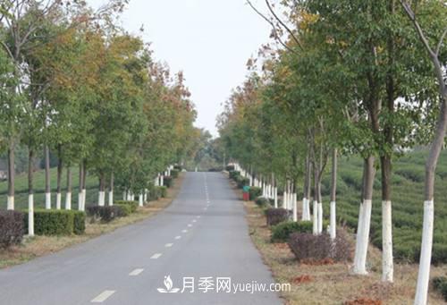 綠化苗木什么時(shí)間涂白效果***好，有哪些基本要求(圖2)