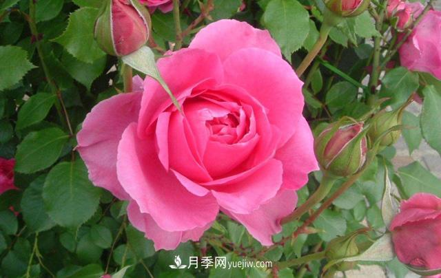 推薦3個(gè)藤本月季品種，一年就能長(cháng)成月季花墻(圖2)