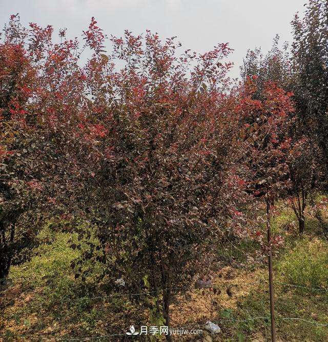南陽(yáng)紫葉李苗木基地，紫葉李都有哪些優(yōu)點(diǎn)和特點(diǎn)？(圖1)