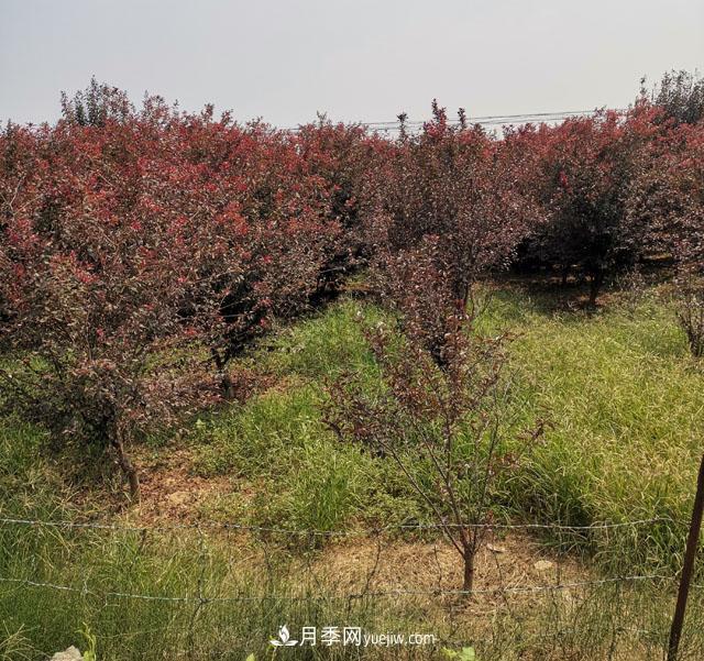 南陽(yáng)紫葉李苗木基地，紫葉李都有哪些優(yōu)點(diǎn)和特點(diǎn)？(圖2)
