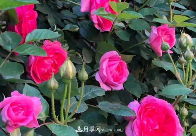 10種多刺月季籬笆防護用，修剪也需要小心(圖5)