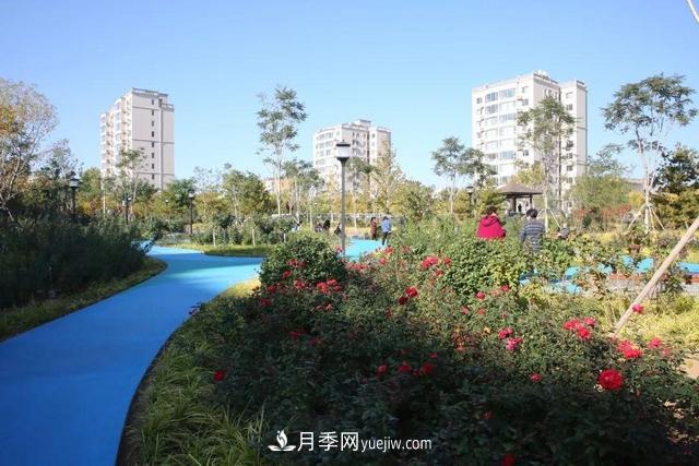 北京密云城區這片廢棄廠(chǎng)房“變身”月季公園(圖3)