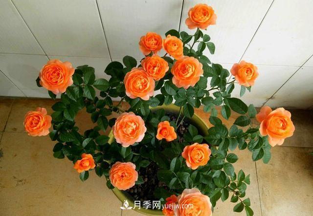 四種對光照要求高的月季花，適合放在北陽(yáng)臺(圖1)