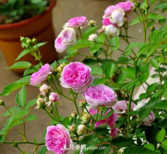 四種對光照要求高的月季花，適合放在北陽(yáng)臺(圖5)