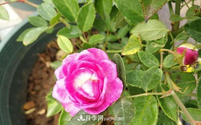 四種對光照要求高的月季花，適合放在北陽(yáng)臺(圖4)