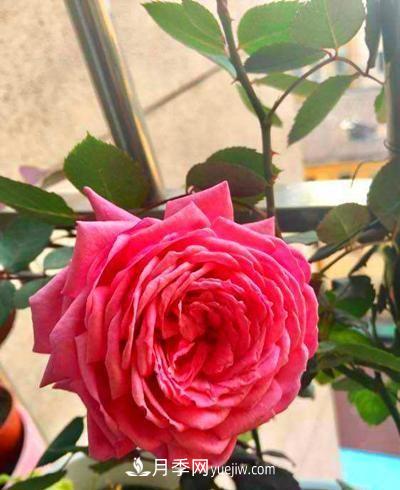 四種對光照要求高的月季花，適合放在北陽(yáng)臺(圖3)