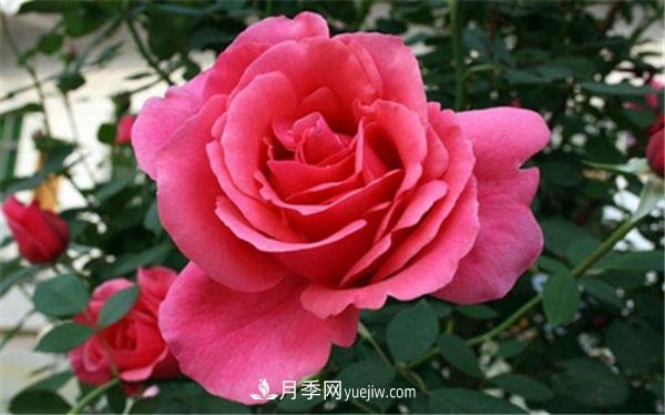 現代月季的分類(lèi)介紹(圖1)
