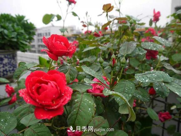 月季，十月那一團紅色的夢(mèng)(圖1)