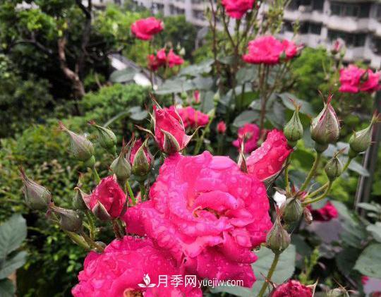 月季，十月那一團紅色的夢(mèng)(圖2)