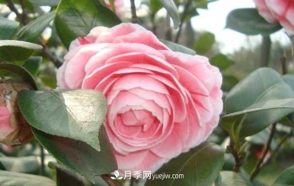 月季炭疽病癥狀、發(fā)病特點(diǎn)及防治方法(圖2)