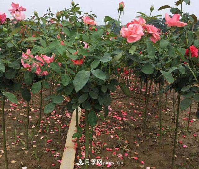 樹(shù)狀月季哪些品種好？樹(shù)狀月季批發(fā)采購價(jià)格是多少？(圖1)