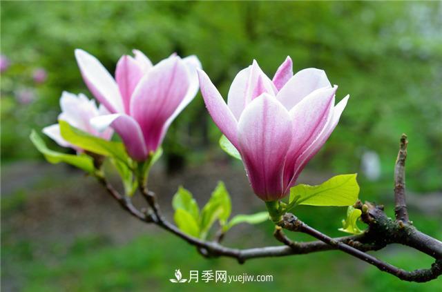 南陽(yáng)南召縣榮獲“中國玉蘭之鄉”稱(chēng)號(圖1)